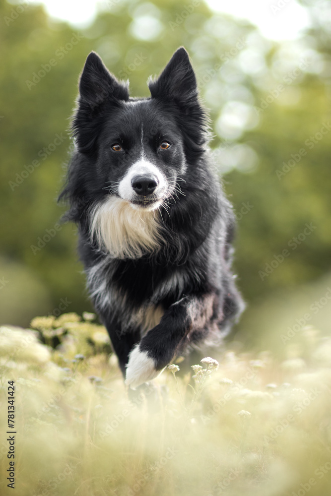 Border collie dog potrait in nature Border collie dog potrait in nature