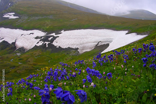 colorful alpine meadow in summer; blooming flowers nearby a glacier; cloudy day