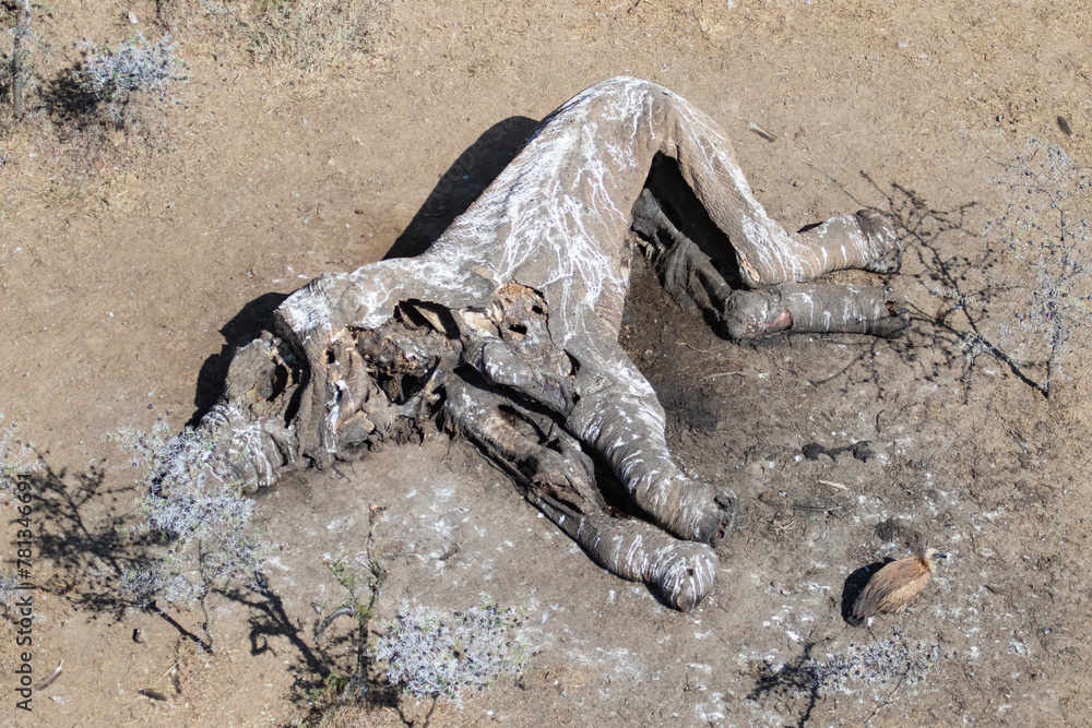 Elephant Carcass Elephant Carcass
