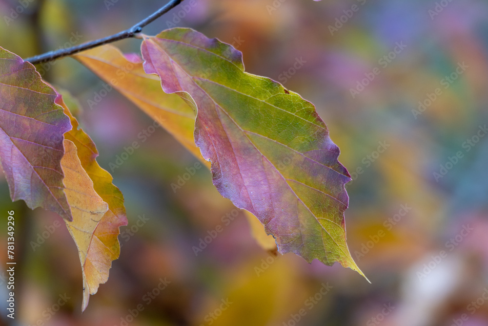 Obraz premium Autumn color leaves
