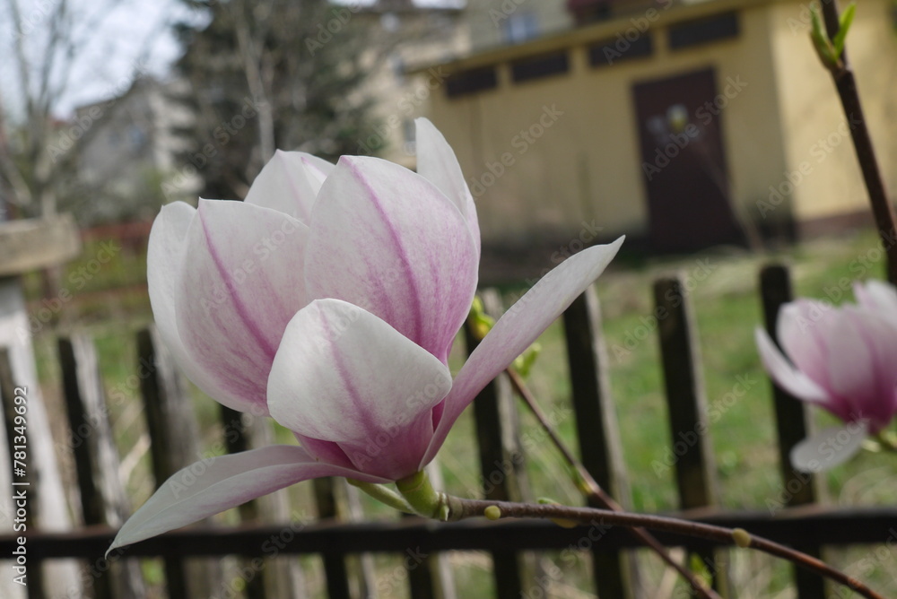 Kwitnąca różowa magnolia. Zbliżenie różowych kwiatów magnolii. Delikatne kwiaty magnolii. - obrazy, fototapety, plakaty 