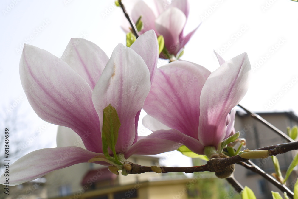 Kwitnąca różowa magnolia. Zbliżenie różowych kwiatów magnolii. Delikatne kwiaty magnolii. - obrazy, fototapety, plakaty 
