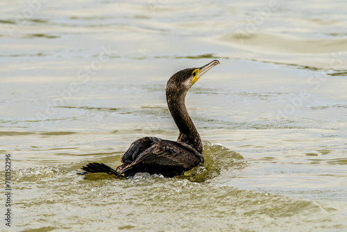 Cormorant fishing on a lake in France
