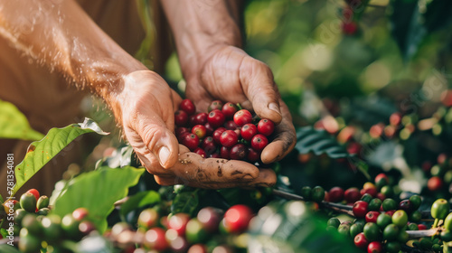 handpicking coffee cherry from the caffee plant photo