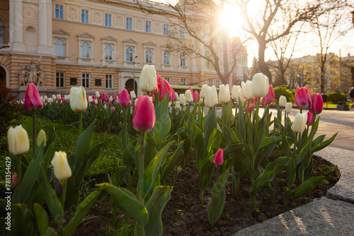 Flowerbed with tulips in front of Ivan Franko National University of Lviv