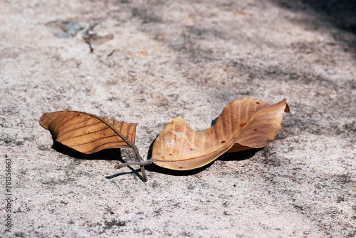 Dry Leaves in Summer