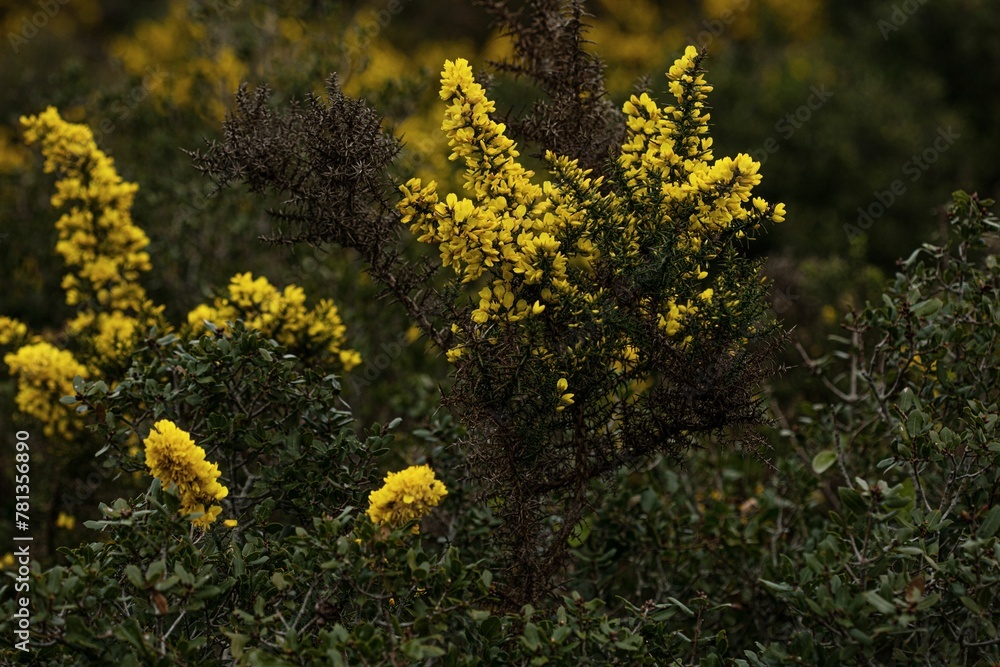 Obraz premium Yellow flowers