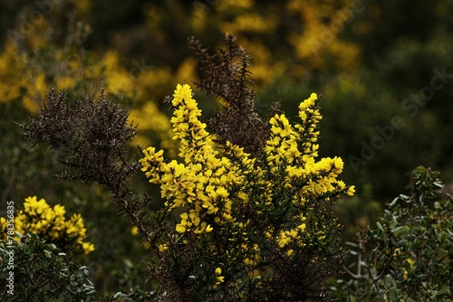 Yellow flowers