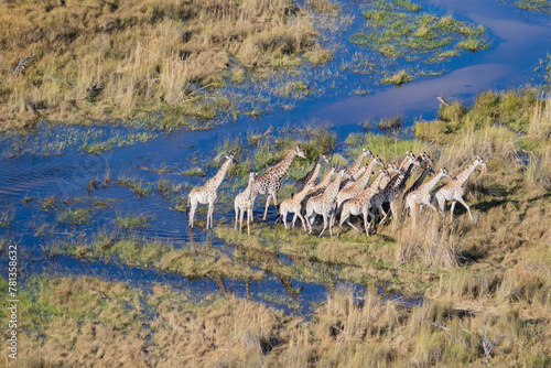 tower of giraffes in okavango delta