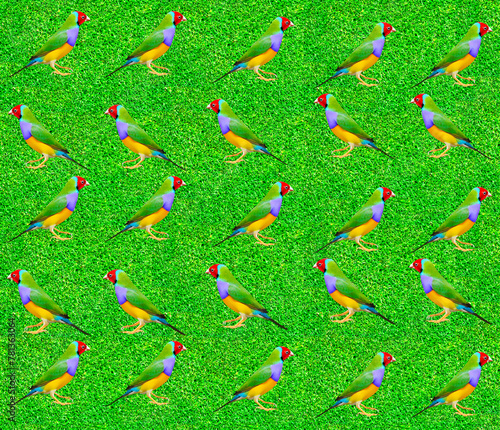 Gouldian Finch on the grass
