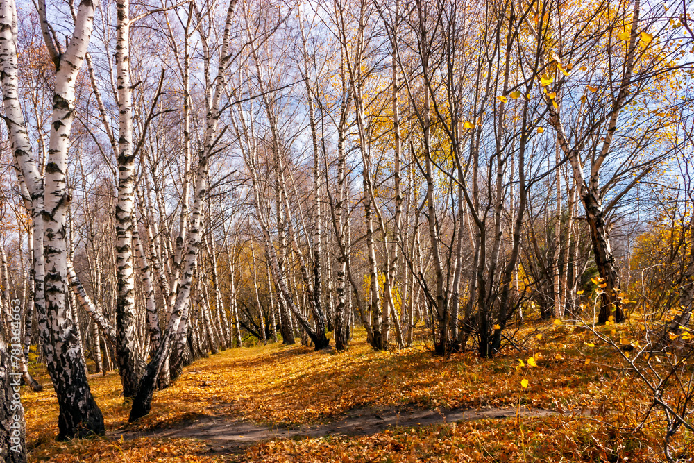 Obraz premium Autumn in the birch forest.