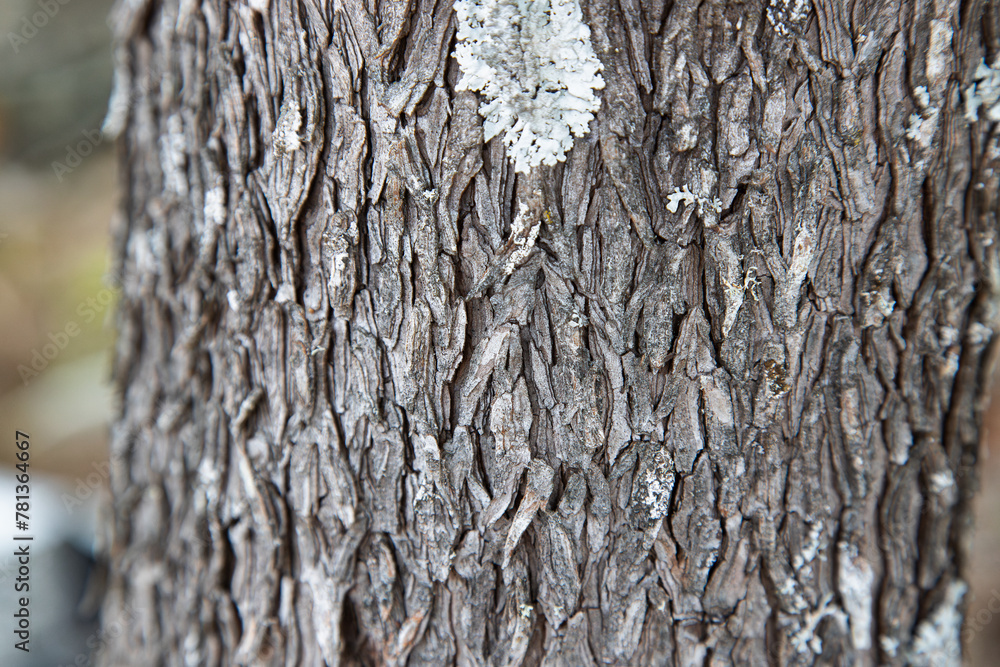 Fototapeta premium Pine tree trunk texture, close up.