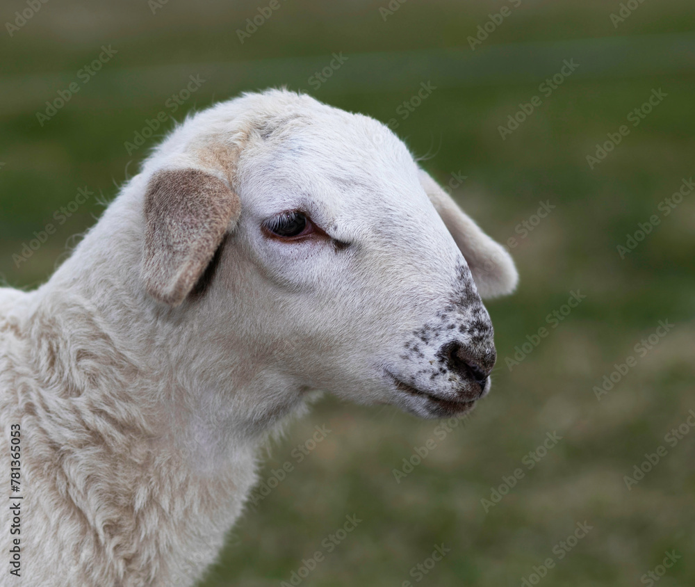Fototapeta premium Portrait of a white lamb