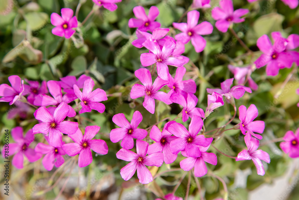 Oxalis articulata, or rose clover. Flowery background. Pink flowers in the garden. 