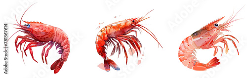 shrimp photo