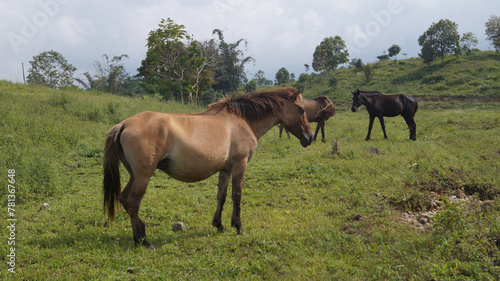 horse on pasture with tree background © hong_honk