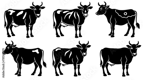 black and white cows