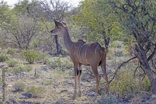 Picture of a Kudu in Etosha National Park in Namibia © Aquarius