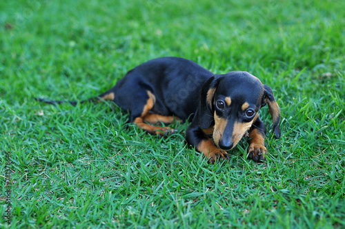 cachorro na grama, filhote de duchshund  photo