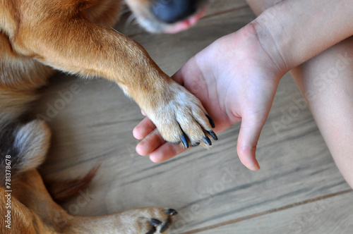 pata de cachorro doméstico com mão de menina , amor canino , melhor amigo  photo