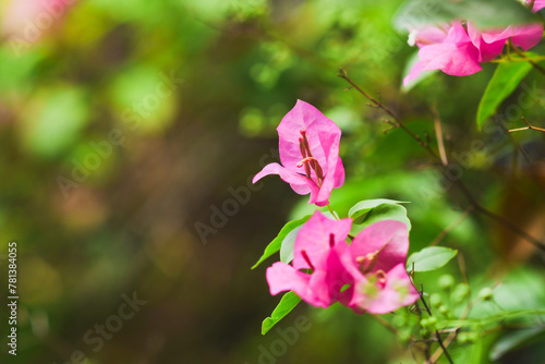 Pink bougainvillea flowers are blooming in the garden.