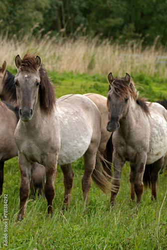 Cheval sauvage d Europe  Tarpan   Equus caballus  r  serve d   Oostvaardersplassen  Pays Bas