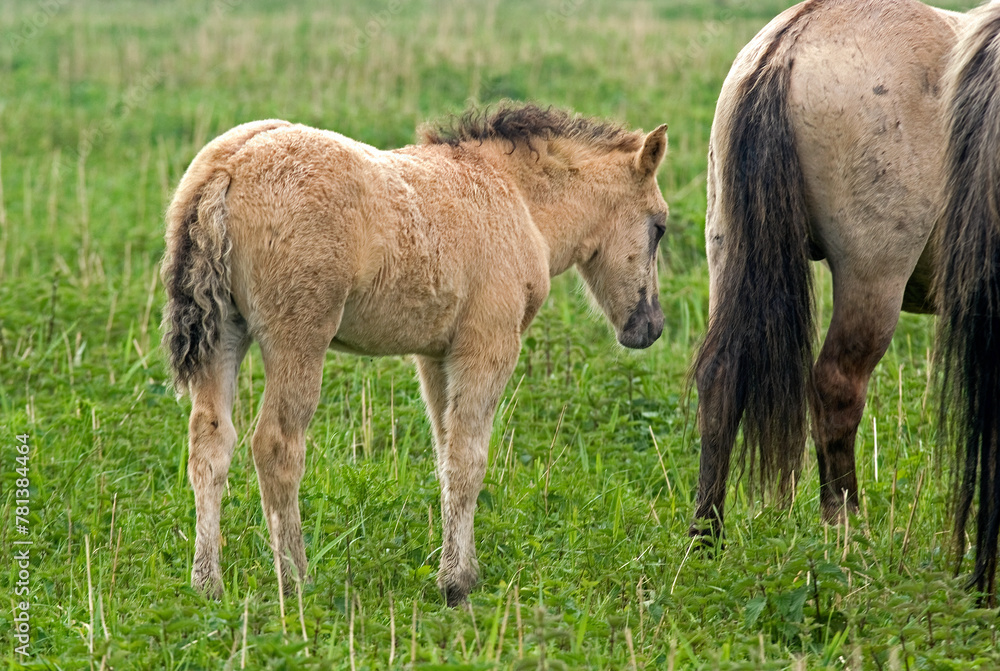 Cheval sauvage d'Europe, Tarpan , Equus caballus, réserve d’Oostvaardersplassen, Pays Bas Cheval sauvage d'Europe, Tarpan , Equus caballus, réserve d’Oostvaardersplassen, Pays Bas