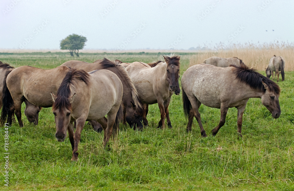 Cheval sauvage d'Europe, Tarpan , Equus caballus, réserve d’Oostvaardersplassen, Pays Bas