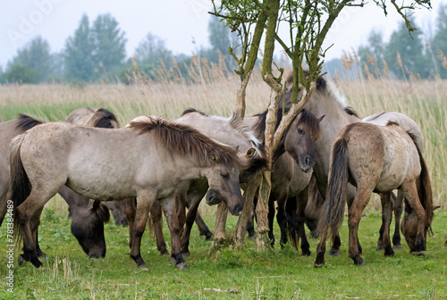 Cheval sauvage d Europe  Tarpan   Equus caballus  r  serve d   Oostvaardersplassen  Pays Bas