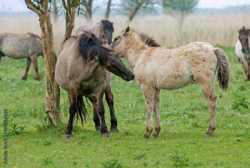 Cheval sauvage d'Europe, Tarpan , Equus caballus, réserve d’Oostvaardersplassen, Pays Bas Cheval sauvage d'Europe, Tarpan , Equus caballus, réserve d’Oostvaardersplassen, Pays Bas