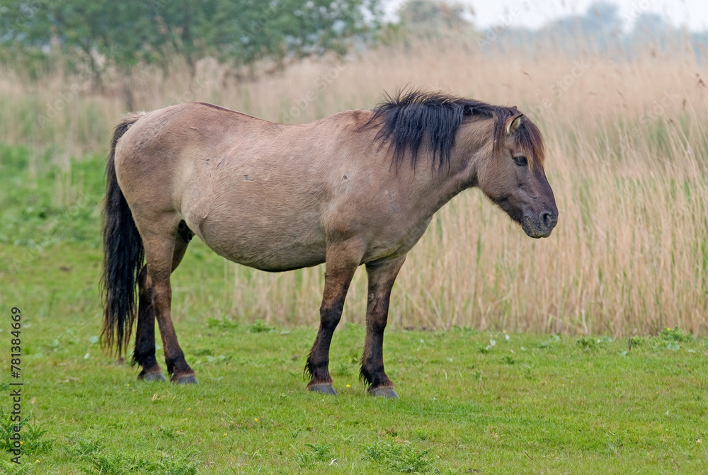 Cheval sauvage d'Europe, Tarpan , Equus caballus, réserve d’Oostvaardersplassen, Pays Bas Cheval sauvage d'Europe, Tarpan , Equus caballus, réserve d’Oostvaardersplassen, Pays Bas