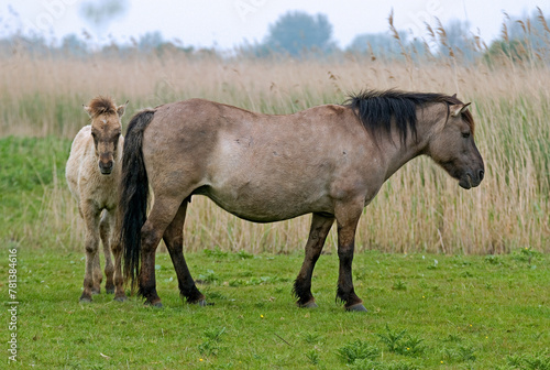Cheval sauvage d Europe  Tarpan   Equus caballus  r  serve d   Oostvaardersplassen  Pays Bas