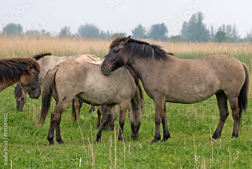 Cheval sauvage d'Europe, Tarpan , Equus caballus, réserve d’Oostvaardersplassen, Pays Bas © JAG IMAGES