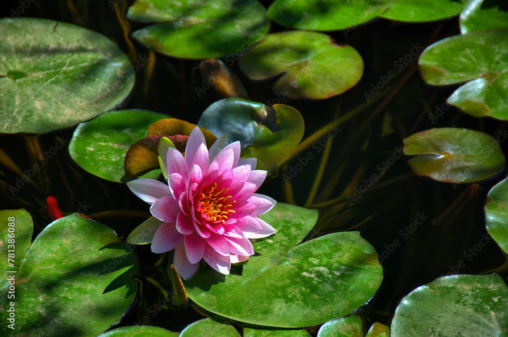 pink water lily green pads, flower pink water lily green pads, flower