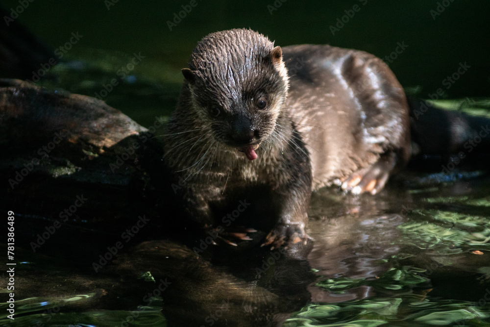 Neotropical Otter Neotropical Otter