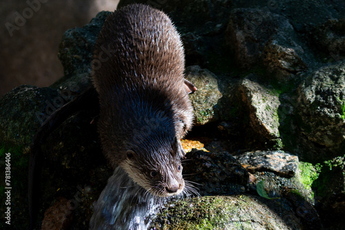 Neotropical Otter photo