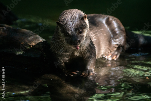 Neotropical Otter photo