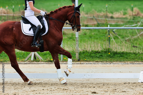 Horse training on the riding arena, close-up.