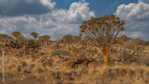 Desert landscape with with quiver trees (Aloe dichotoma), Northern Cape, South Africa