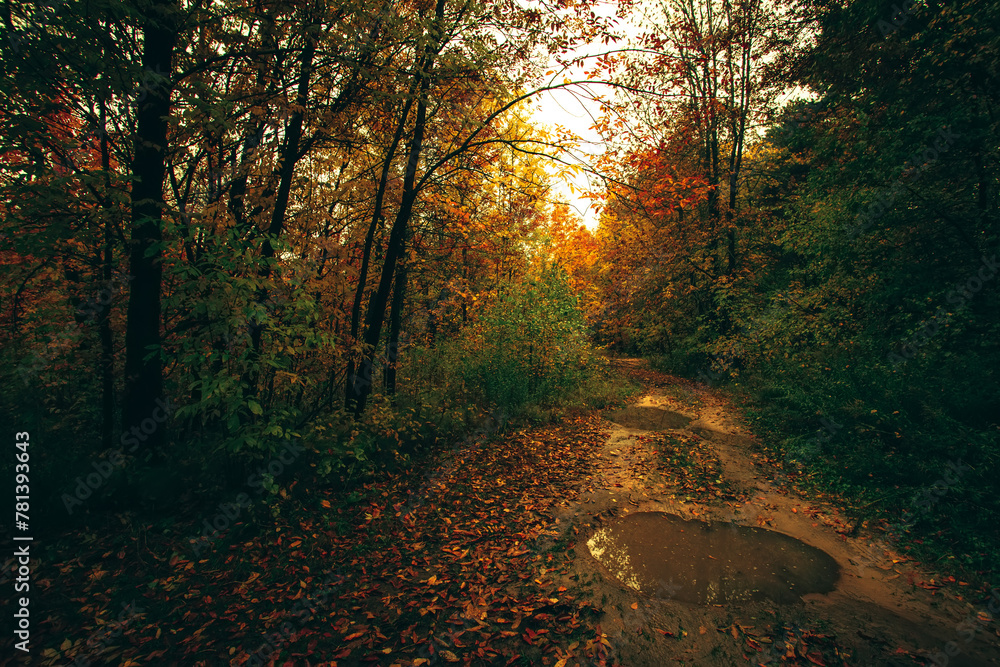 Autumn forest nature. Road with puddles in the autumn forest Scenery of nature with sunlight