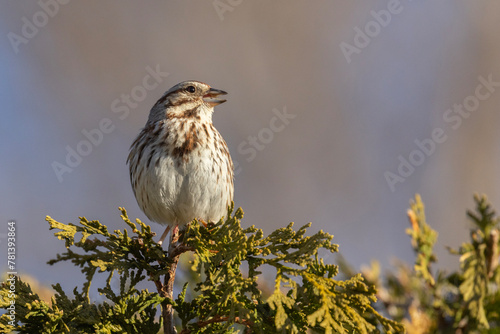 Male song sparrow (Melospiza melodia) singing in spring photo