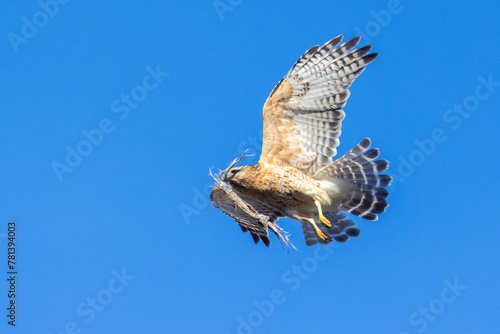 Red-shouldered hawk (Buteo lineatus) nesting