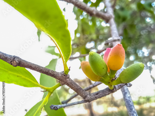 Dendrophthoe falcata or Mistletoe – a partial parasite