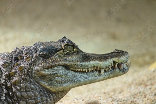 Majestic reptiles, crocodiles lurk in murky waters, their eyes gleaming, embodying ancient predators' stealth and power.