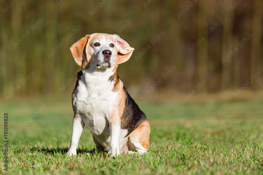 Beagle dog sitting on the grass in park Beagle dog sitting on the grass in park