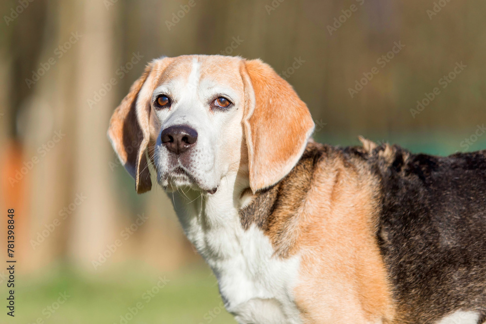 Beagle dog portrait on the grass in park