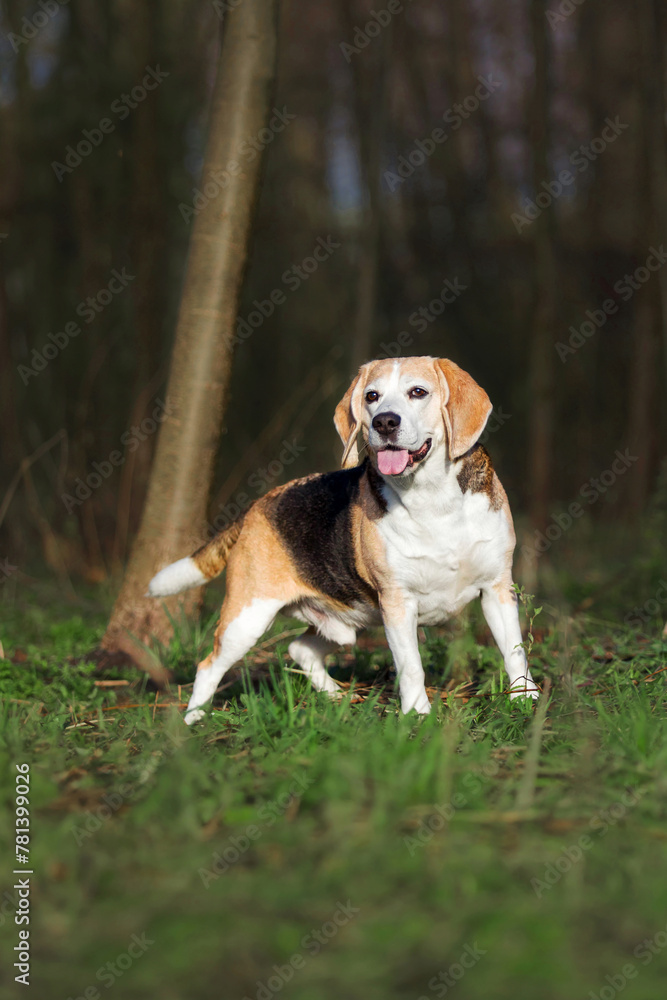 Beagle dog standing on the grass in park Beagle dog standing on the grass in park