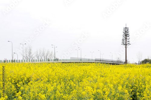 Beautiful landscape of vast rapeseed (Brassica napus) field with its blooming bright yellow flowers during spring, a bridge and tree in background overlooking the view in Sanyuan Village, Chengdu