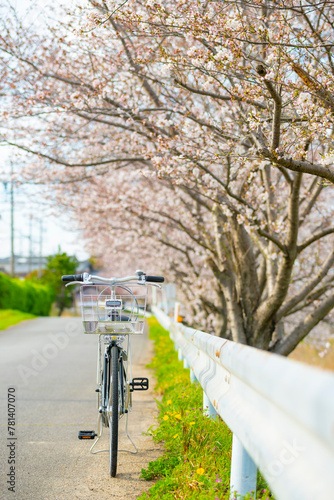 A bicycle with cherry blossom.