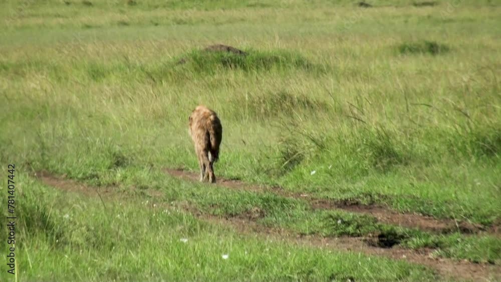 hyena in Serengeti National Park, Kenya, Africa.